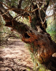 Creepy tree photo