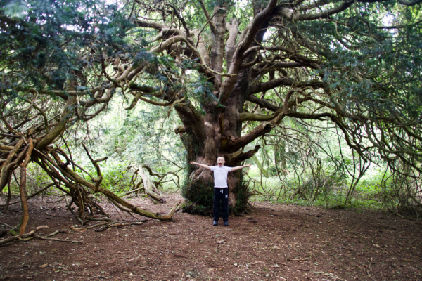 Book cover tree- Kingley Vale