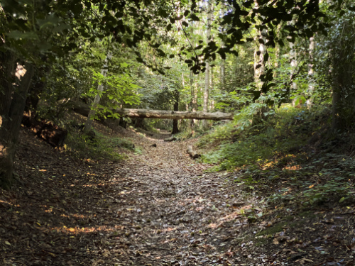 Fallen Tree - Brandy Hole Copse