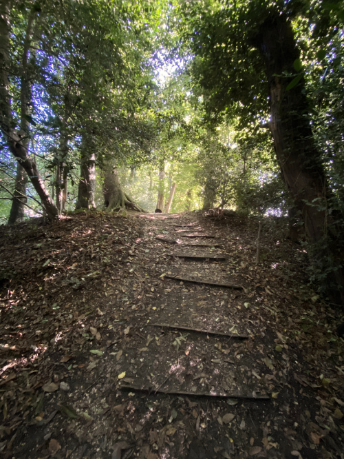 PAthway - Brandy Hole Copse